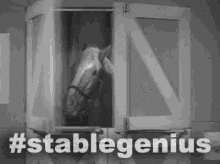 stable-genius-mr-ed.gif