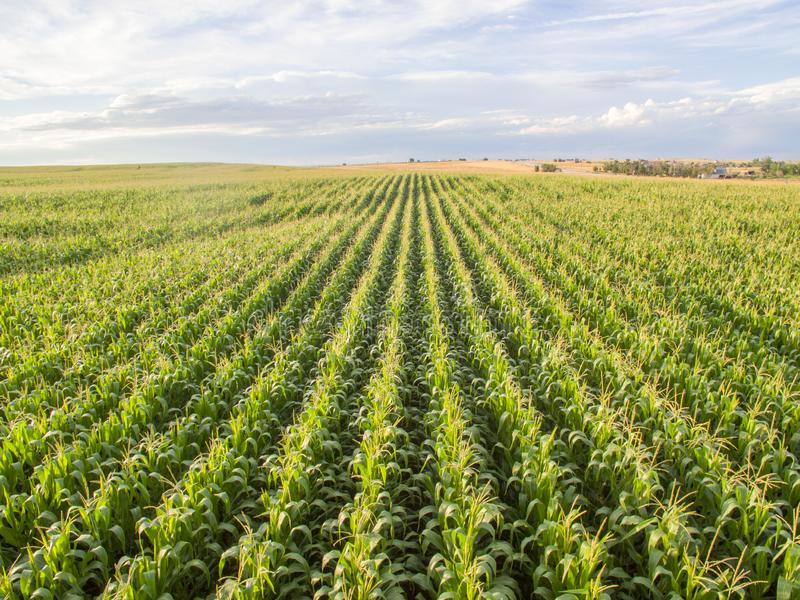 Ford Bronco How extreme are you? corn-field-view-green-162311276