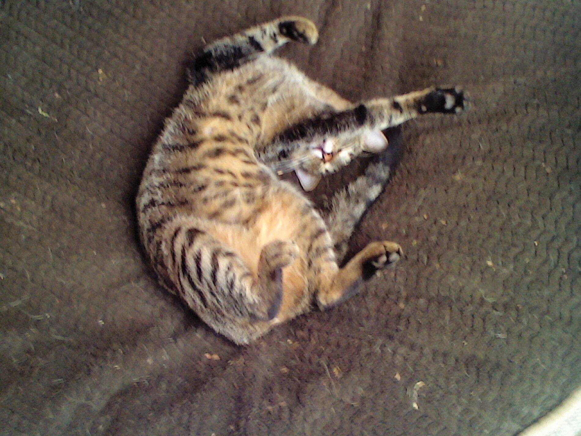 Ford Bronco The Cat Thread 0613200908