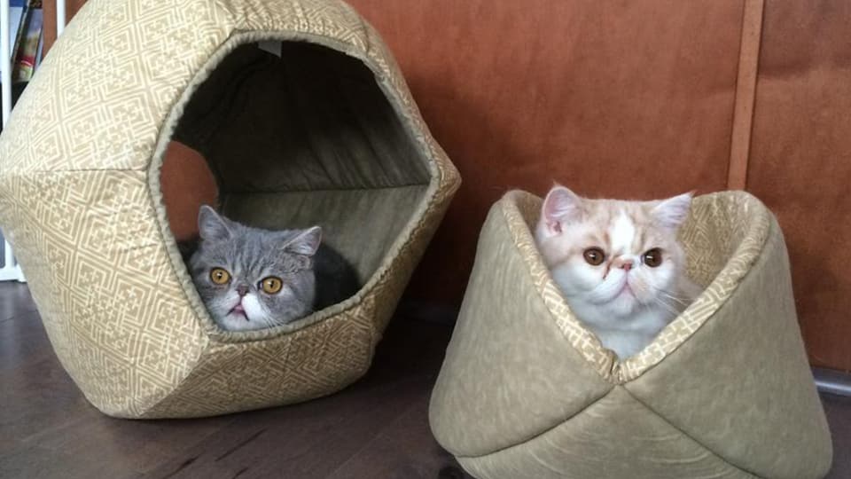 Ford Bronco The Cat Thread Rosie and Big Boy