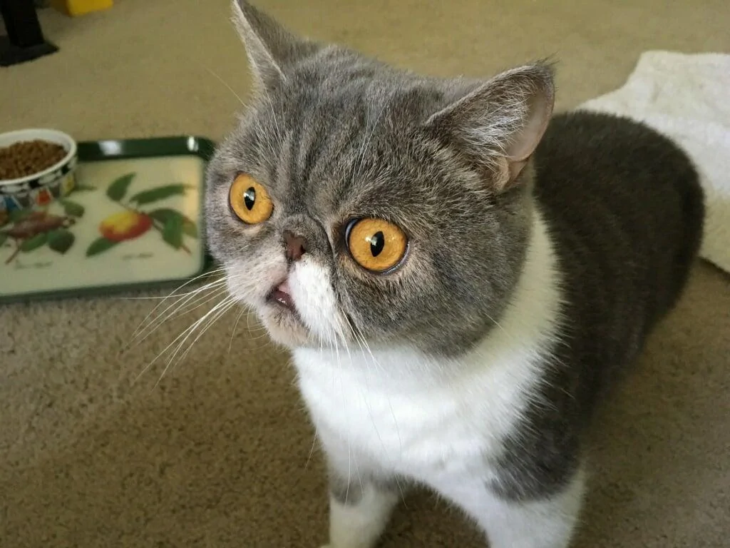 Ford Bronco The Cat Thread Rosi