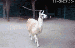 Ford Bronco Increased towing.? llama