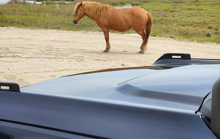 Assateague Island National Seashore, MD