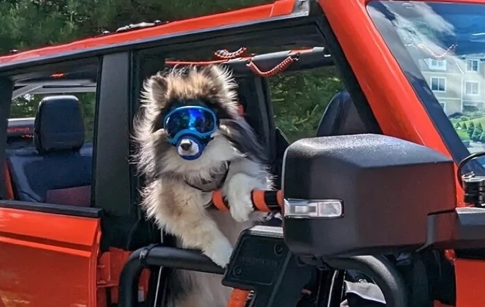 🐾 Show Us Your Dog + Bronco Photos!