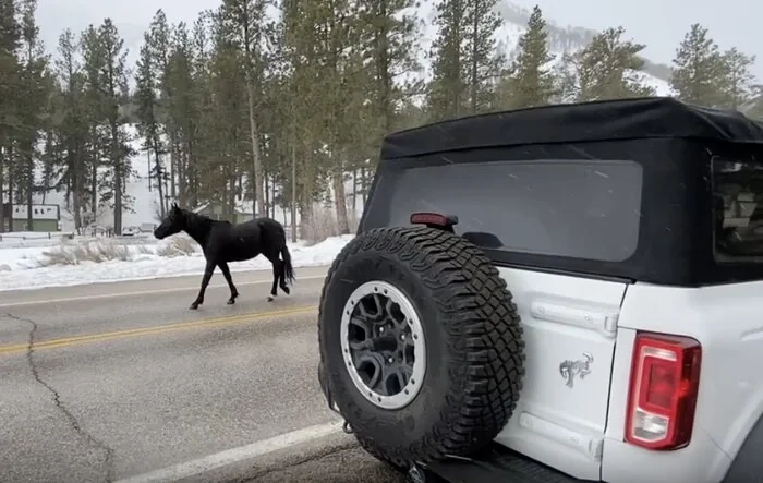 (Wild) broncos spotted from my Bronco today