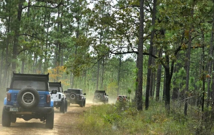 Fall Forest Drive Through Conecuh National Forest
