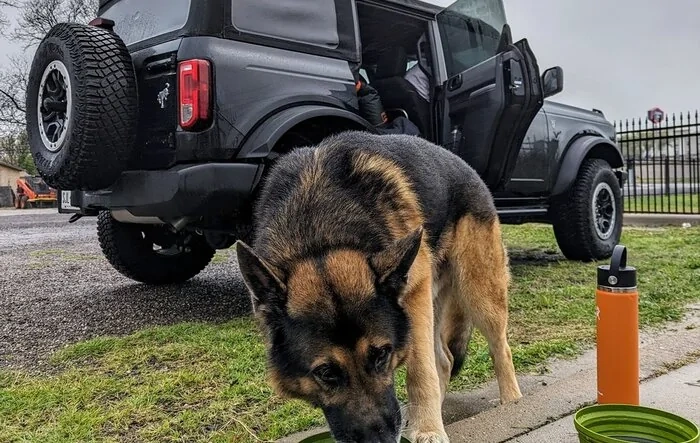 Epic road trip, but had to say goodbye to my German Shepherd before we made it home