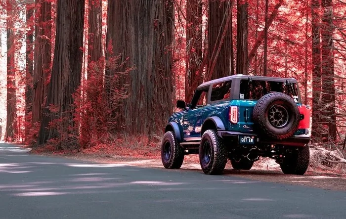 Avenue of the Giants (Redwoods) - Humboldt County