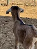 tempImages9IjdU.webp