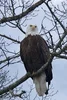 Eagle.webp