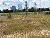 Deer.jpg