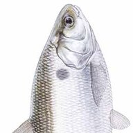 zilstershiner