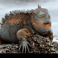 Ironiguana