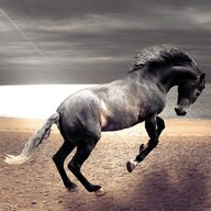 GeebeeBronc