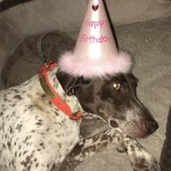 blackdiamondog