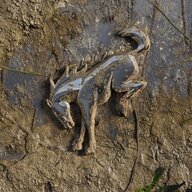 Bronco_99