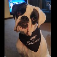 broncodog