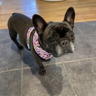 PiggyPop