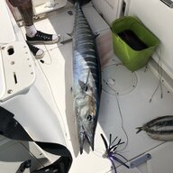 Wahoo