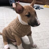 Zzbully