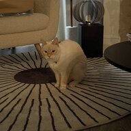 SpinachFuzz
