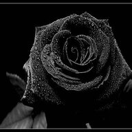 blackrose