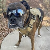 BadBoyBillyBRraptor
