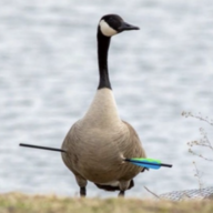 NBGoose