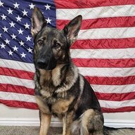 Bombdog