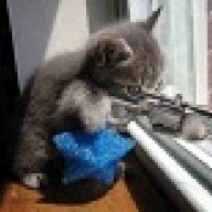 Hitcat44