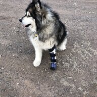 SledDog30