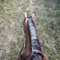 FourHorses