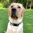 LabradorGuy