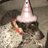 blackdiamondog