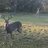 Brisco