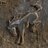 Warthog