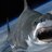 SharksFromSpace
