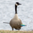 NBGoose