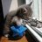 Hitcat44
